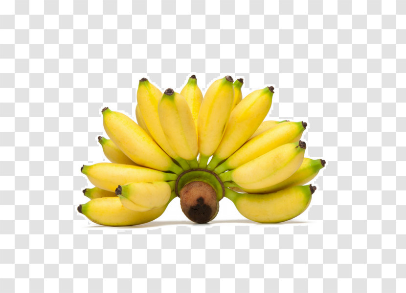 Banana Family Banana Yellow Fruit Plant Transparent PNG