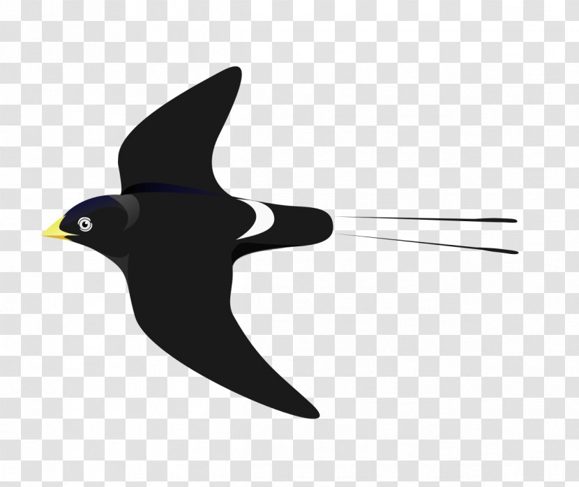 Passerine White-eyed River Martin Bird White-headed Saw-wing African - Species - White Crane Transparent PNG