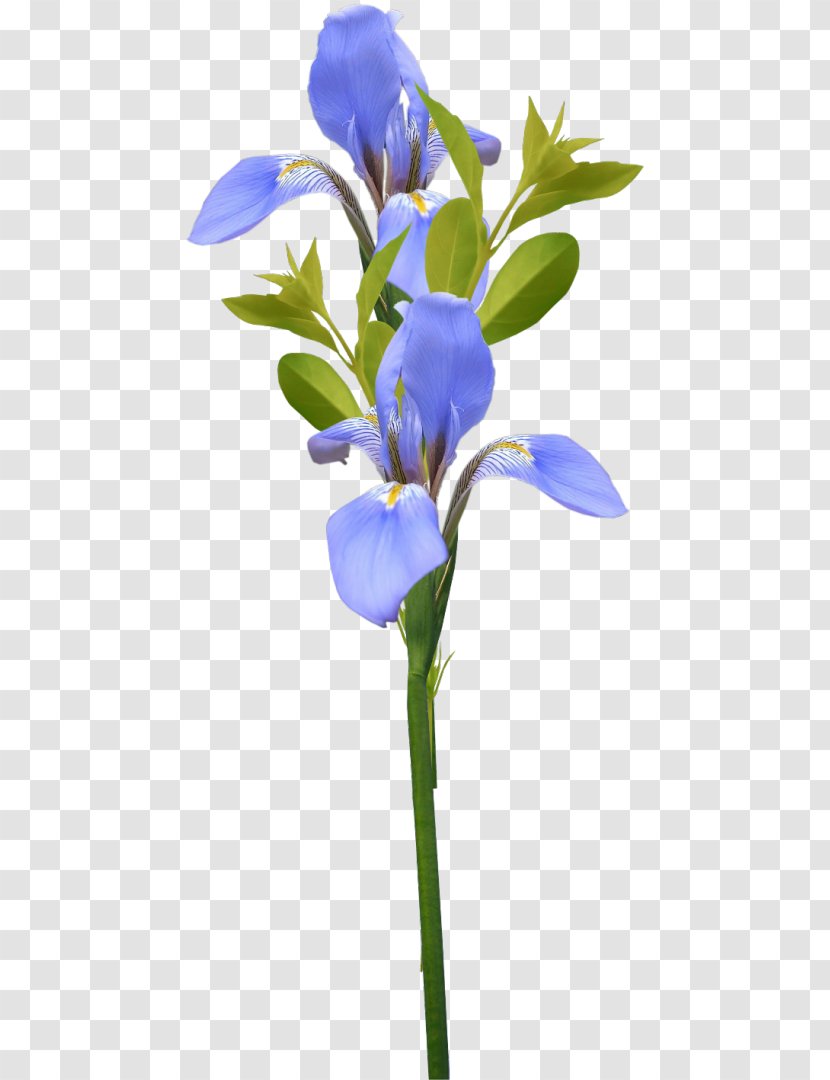Centerblog Irises Flower Pine - Beauty Transparent PNG