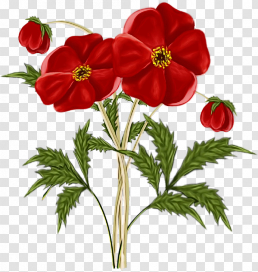 Flower Plant Red Petal Anemone Transparent PNG