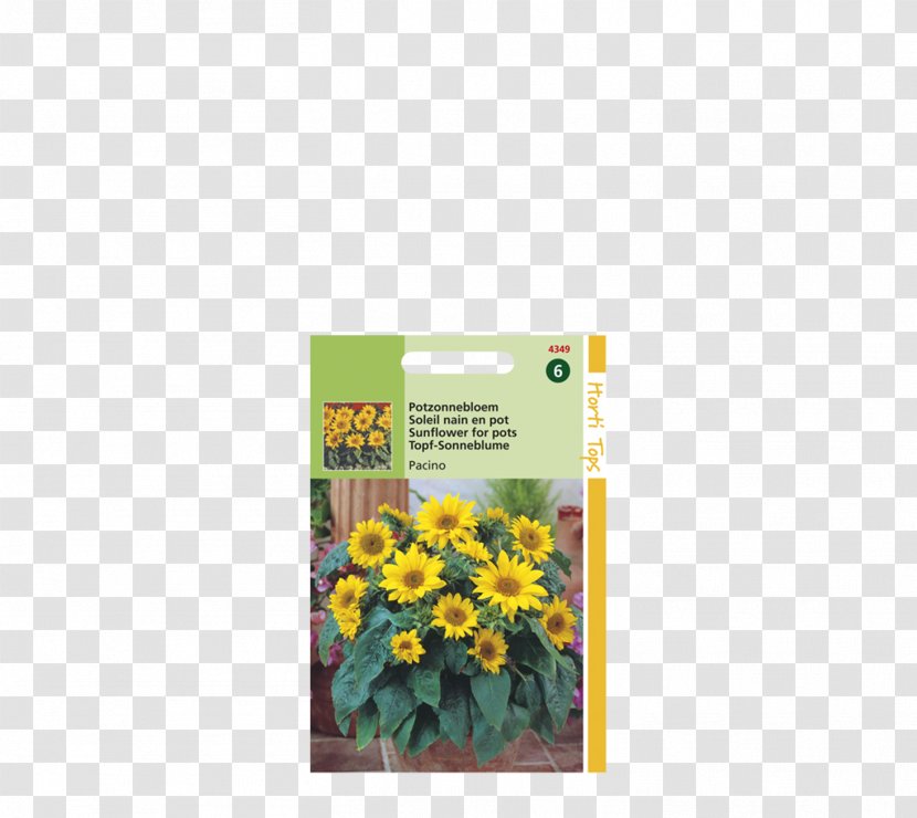 Common Sunflower Annual Plant Sowing Yellow Plants - Sea - Grass Garden Transparent PNG
