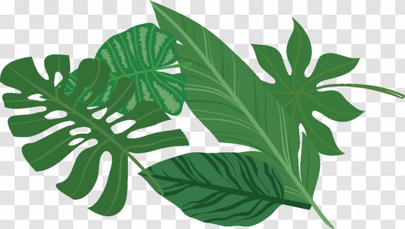 Herb Food Leaf Vegetable Gift - Flower - Melanie Martinez Transparent PNG