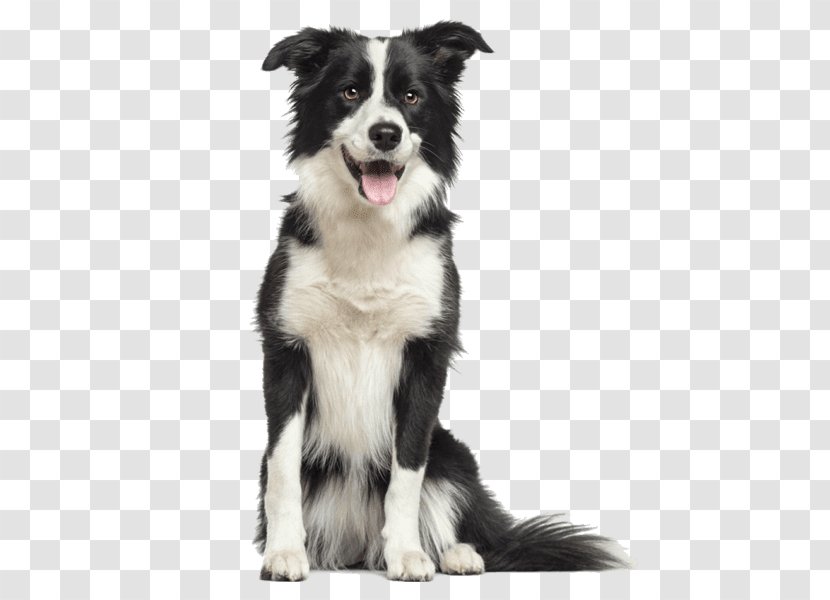 Border Collie Rough Old English Sheepdog Puppy Bearded Transparent PNG