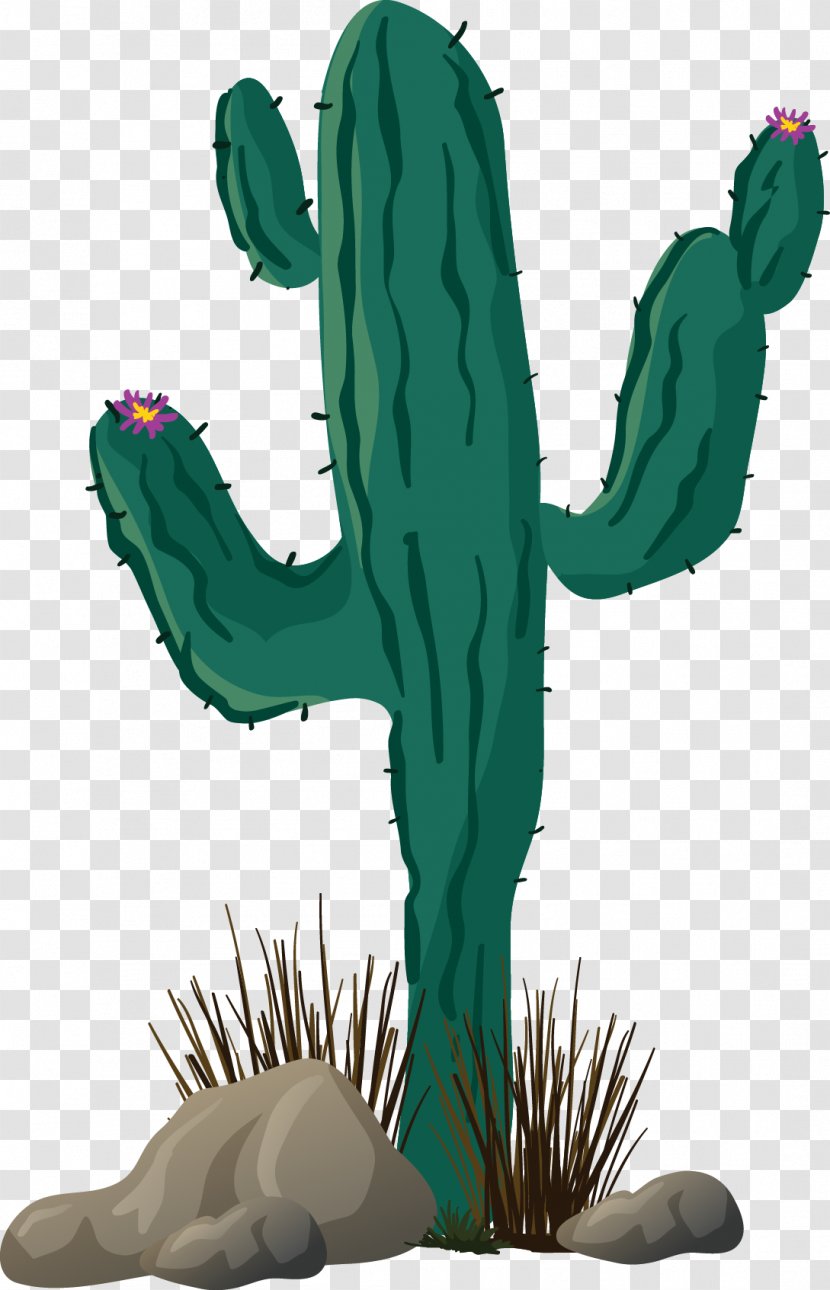 Cactaceae Cactos/Cactus Thorns, Spines, And Prickles - Cartoon - Vector Cactus Transparent PNG