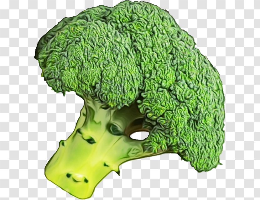 Green Grass Background - Aquarium Decor - Leaf Vegetable Headgear Transparent PNG