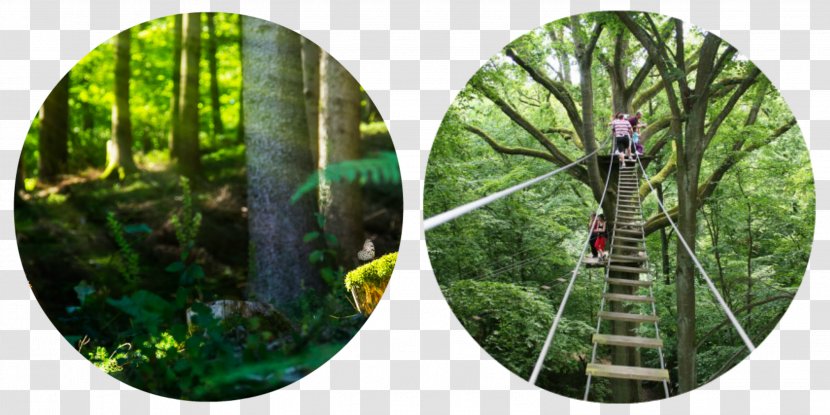 Cape Ardennes Events Tree Lac Des Vieilles Forges Forest Biome - Entertaint Transparent PNG