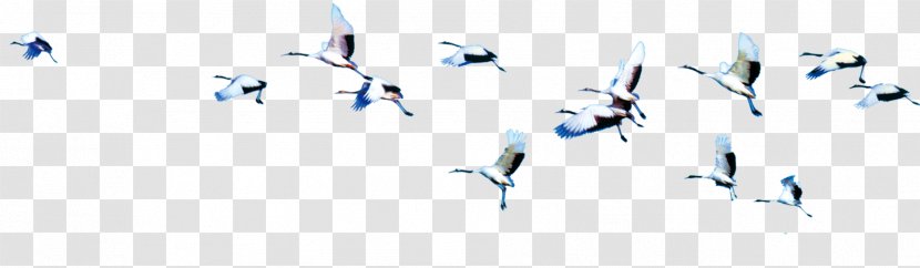 Flight Bird Cygnini - Rgb Color Model - Flying In The Air Transparent PNG