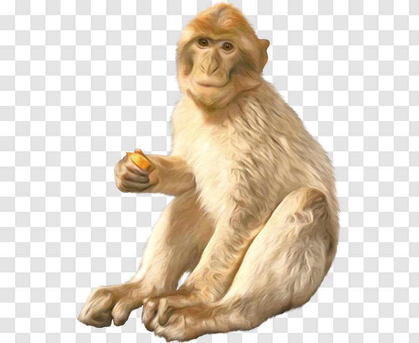 Macaque Orangutan Ape Monkey - Organism - An Transparent PNG