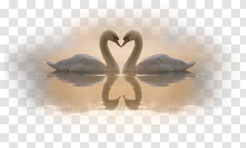 Desktop Wallpaper Bird Interpersonal Relationship Drawing - Couple - White Swan Transparent PNG
