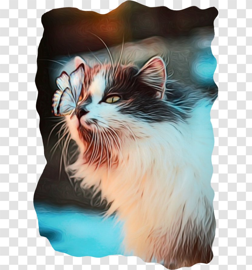 Cat Kitten Photography Dog - Small To Mediumsized Cats Transparent PNG