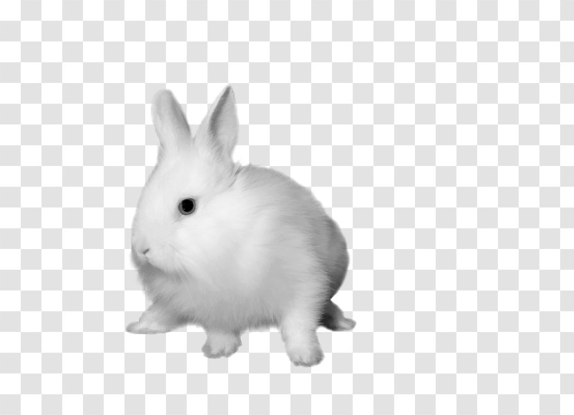Hare Rabbit Clip Art - Leporids - Bunny Transparent PNG