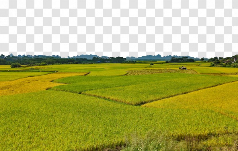 Rice Gadu Foxtail Millet - Endless Transparent PNG