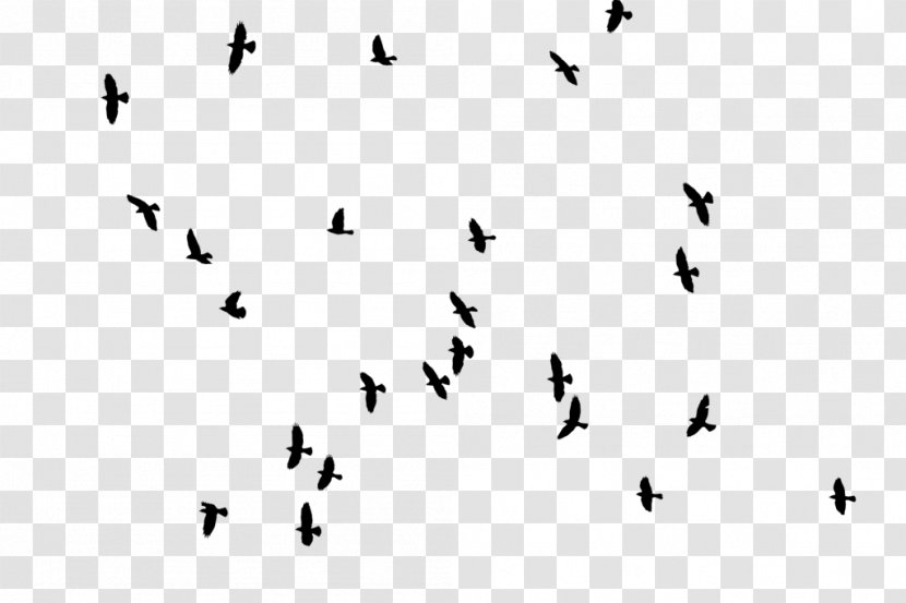 Bird DeviantArt Flock - Art - Birds Silhouette Transparent PNG