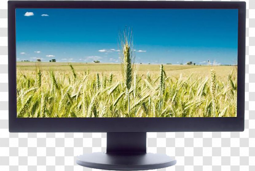 Computer Monitor LCD Television Liquid-crystal Display - Liquidcrystal - TV Screen Transparent PNG