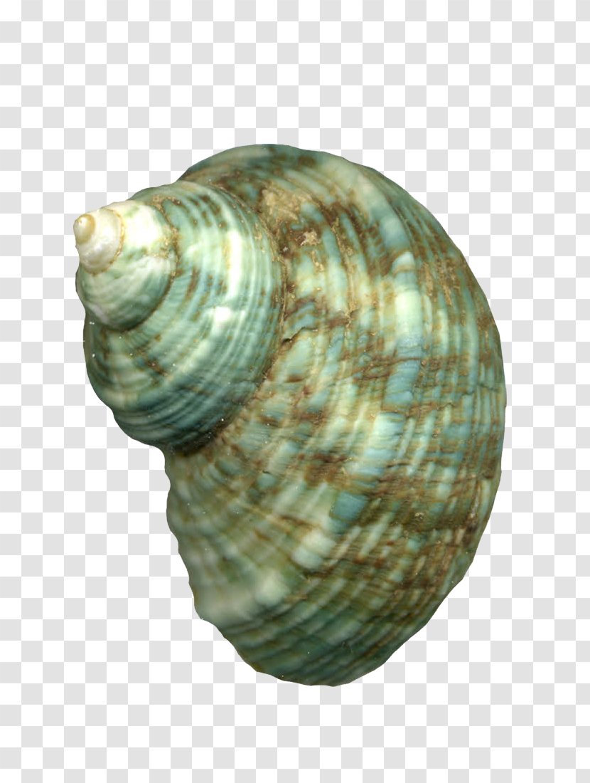 Cockle Sea Snail Animal - Conch Transparent PNG