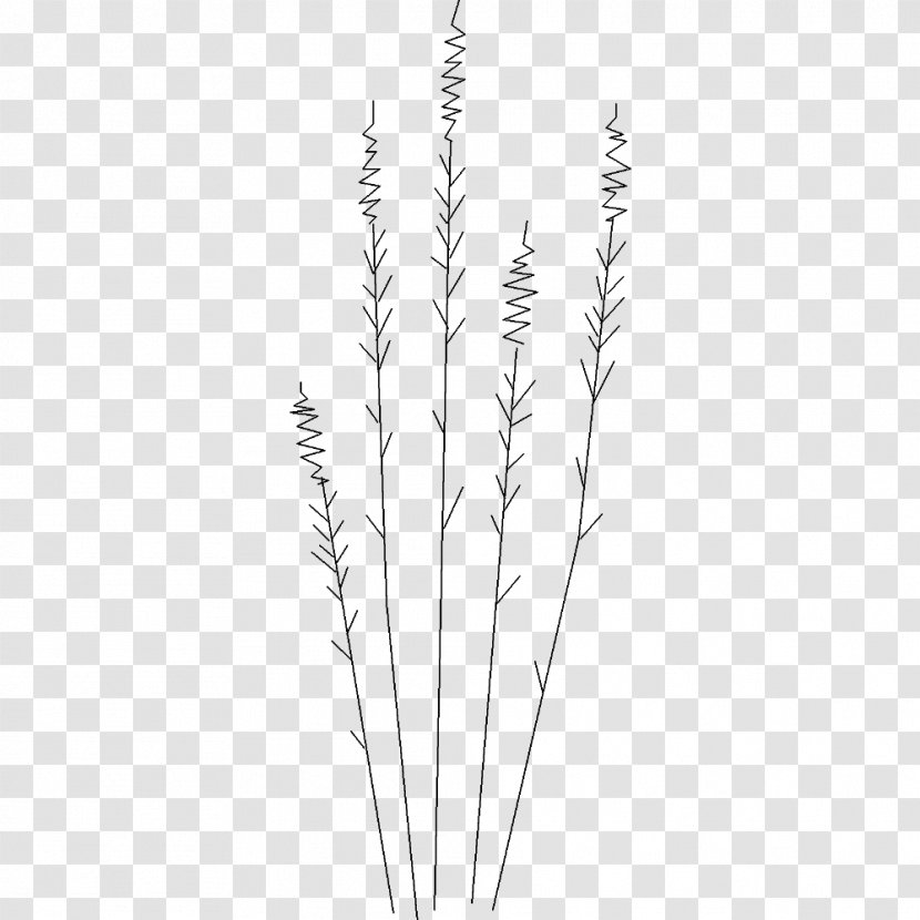 Grasses Line Art Commodity Plant Stem - Grass Family Transparent PNG