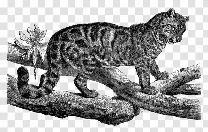 Tiger Wildcat Leopard Whiskers Transparent PNG