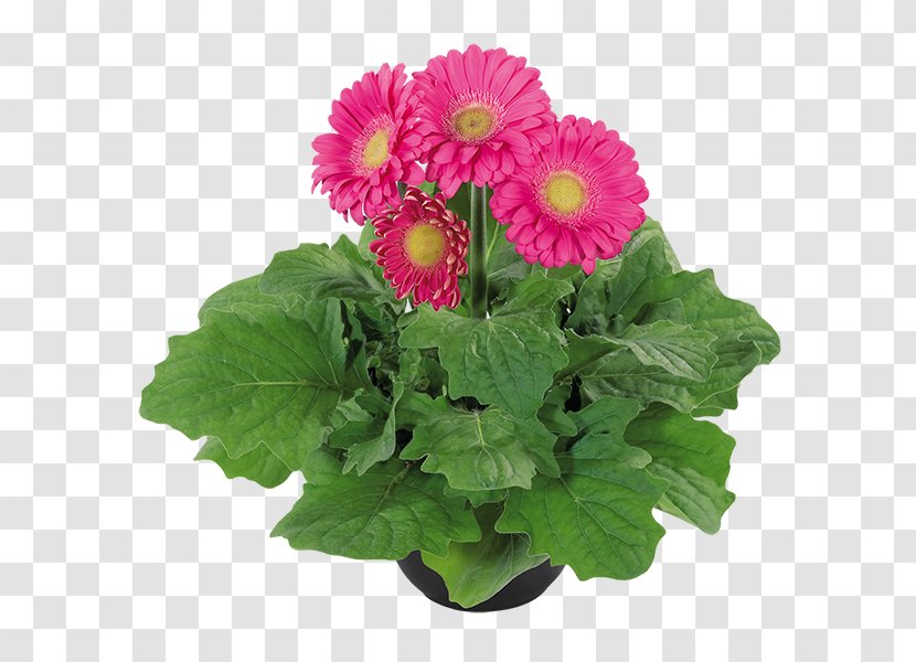 Transvaal Daisy Chrysanthemum Cut Flowers Floral Design Flowerpot Transparent PNG