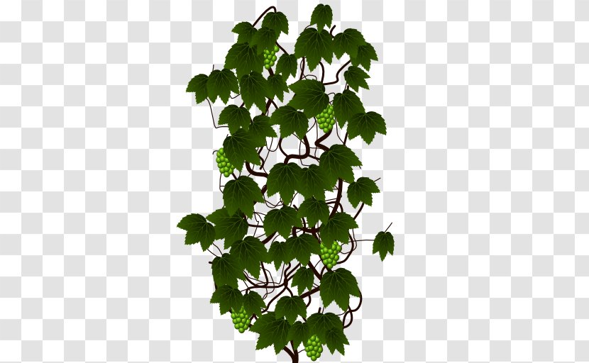 Sprite Scrolling Plant Ivy Transparent PNG