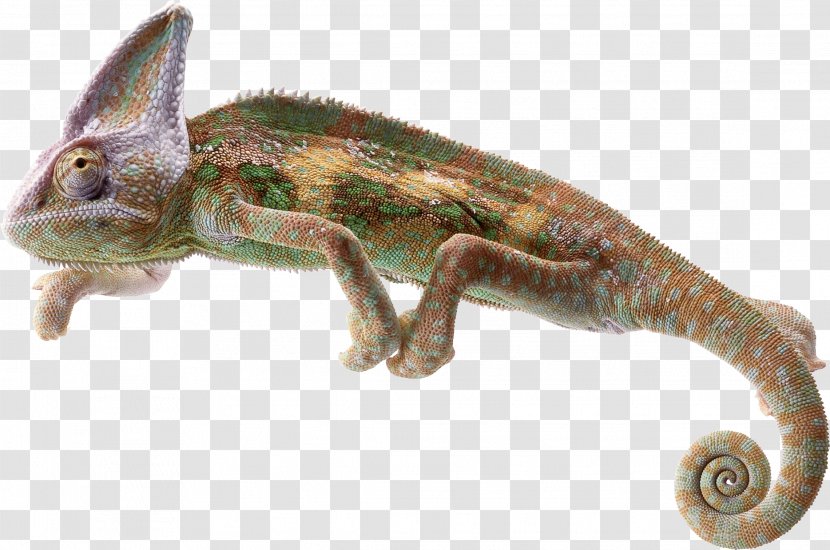 Chameleons Lizard Reptile Common Iguanas Transparent PNG