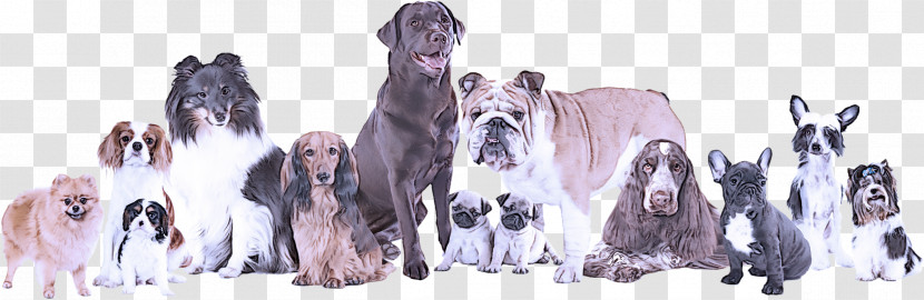 Dog Giant Dog Breed Sporting Group Neapolitan Mastiff Rare Breed (dog) Transparent PNG
