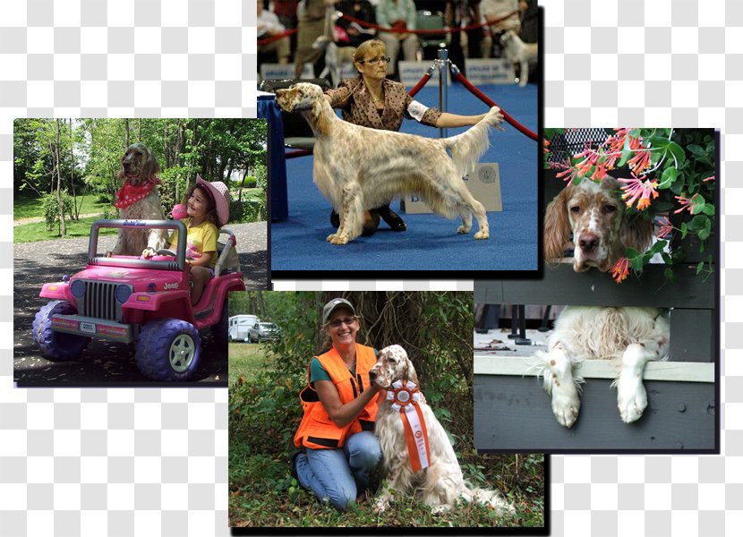 Goldendoodle English Setter Dog Breed Conformation Show - Mammal Transparent PNG