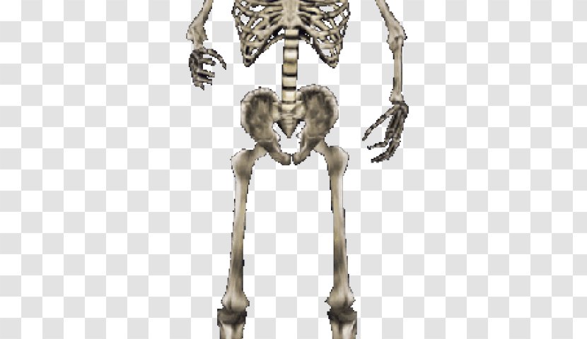 Skeleton Image Skull Clip Art - Bone - Leg Frame Transparent PNG