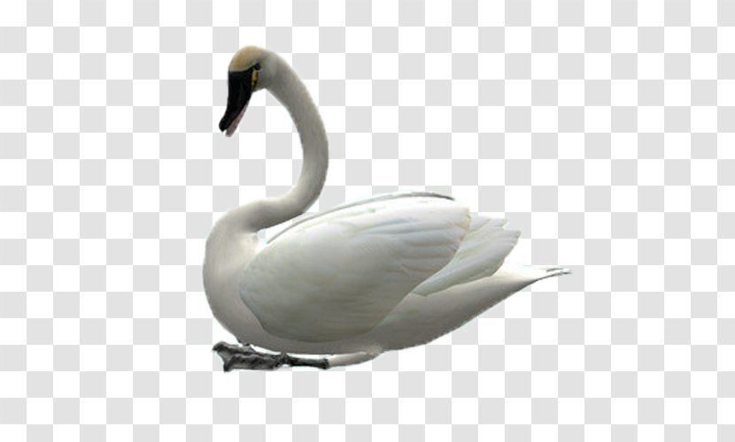 Cygnini Swan Goose Clip Art Transparent PNG