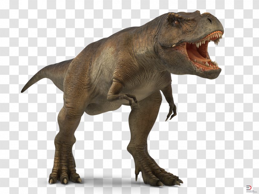 Tyrannosaurus 3D Computer Graphics Royalty-free Dinosaur FBX - Snout - T-rex Transparent PNG