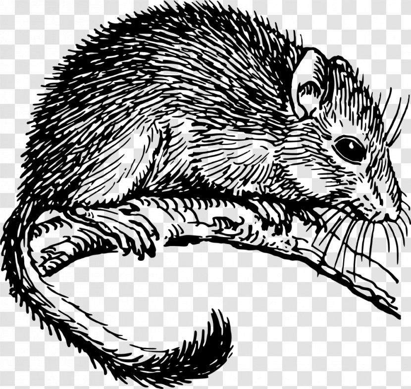 The Dormouse Drawing Rodent - Porcupine - Mouse Transparent PNG
