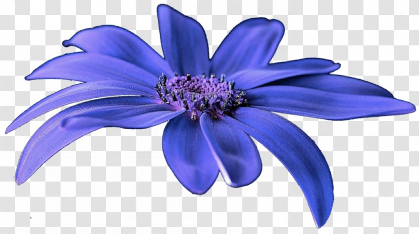 Flower Cobalt Blue Purple Violet - Azure - Anemone Transparent PNG