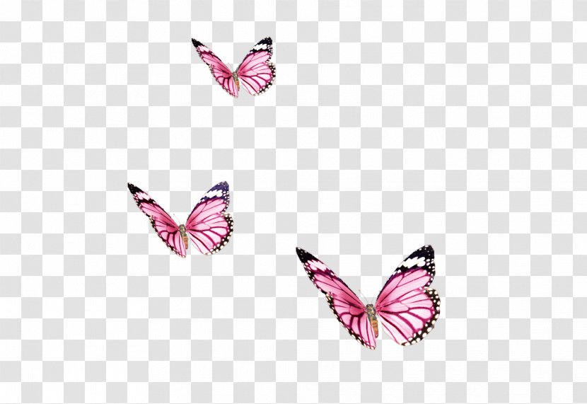 Butterfly Color Insect - Temporary Tattoo - Papillon Transparent PNG