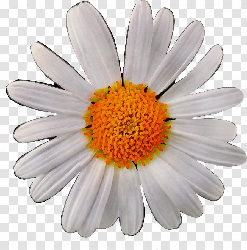Flowers Cartoon - Mayweed - Perennial Plant Wildflower Transparent PNG