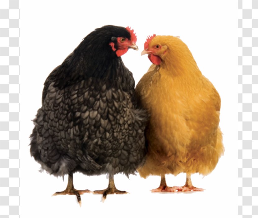 Rooster Beak Chicken As Food - Fowl - Bird Transparent PNG