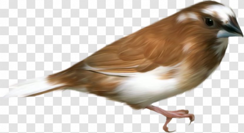 Hummingbird Sparrow Clip Art - Finches - Bird Transparent PNG