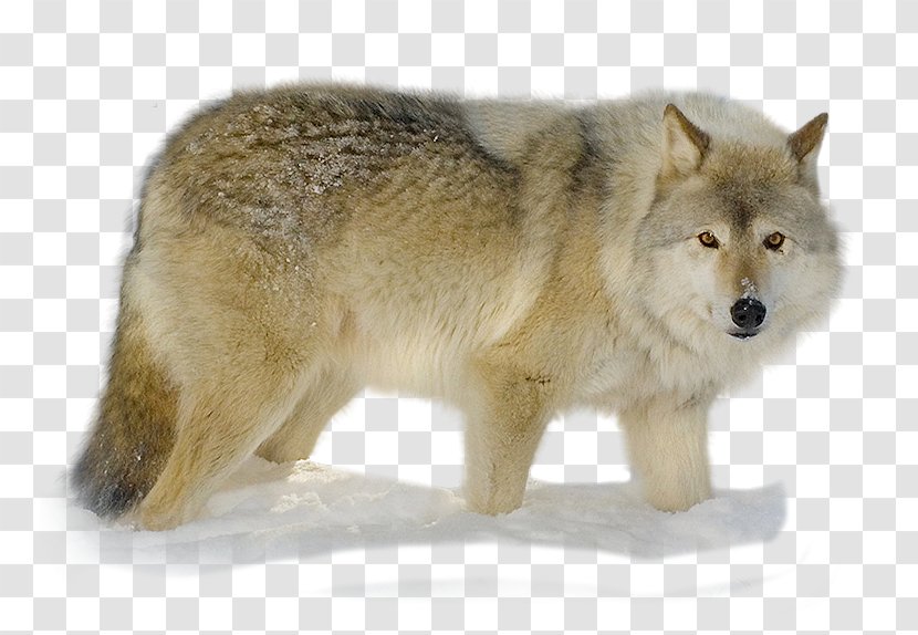 Alaskan Tundra Wolf Coyote Snout Fur Gray - Nikita Transparent PNG