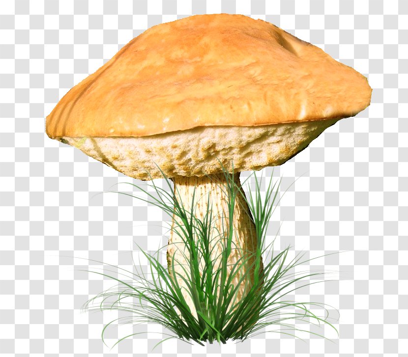 Fungus Aspen Mushroom Clip Art Transparent PNG