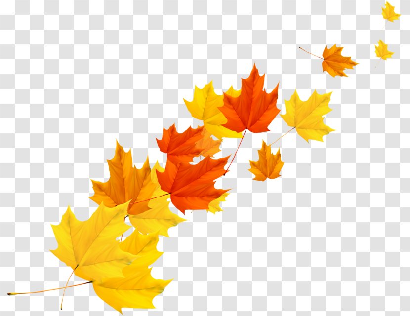 Vector Graphics Clip Art Image Maple Leaf - Plane - Autumn Leaves Transparent PNG