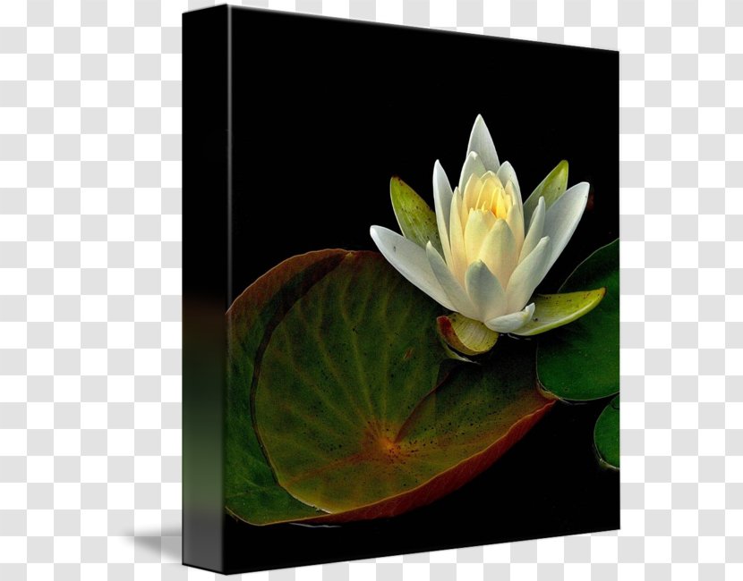 Elixir Of Life Nelumbo Nucifera Imagekind - Petal - Water Lilies Transparent PNG