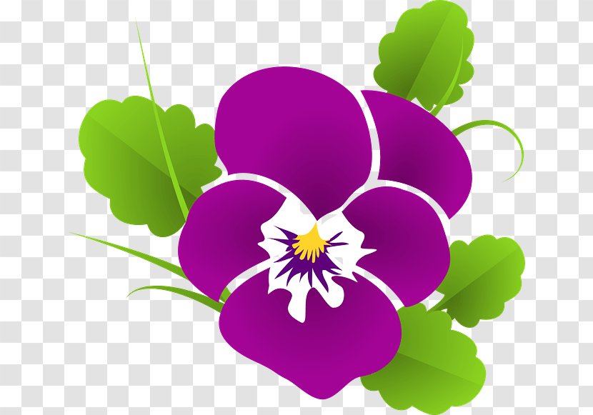 Pansy Clip Art - Viola - Pansies Transparent PNG