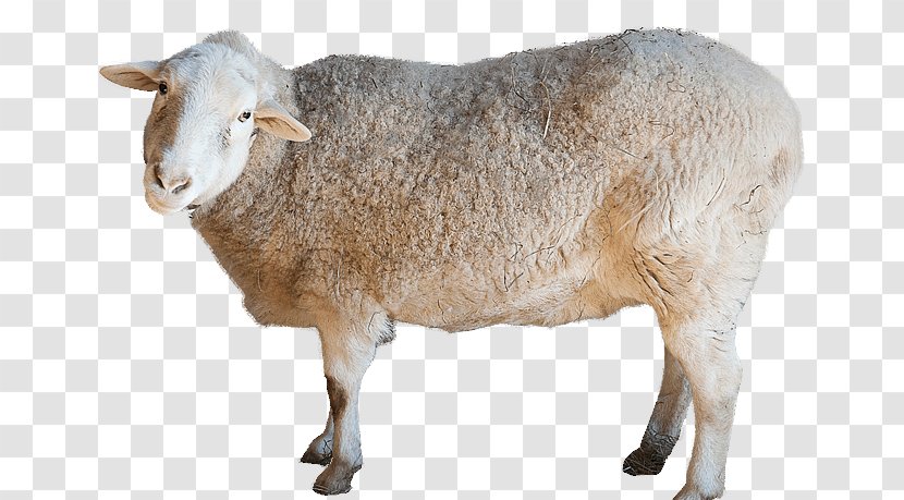 Sheep KidZooU Anglo-Nubian Goat Cattle Animal - Zoo - Grazing Goats Transparent PNG