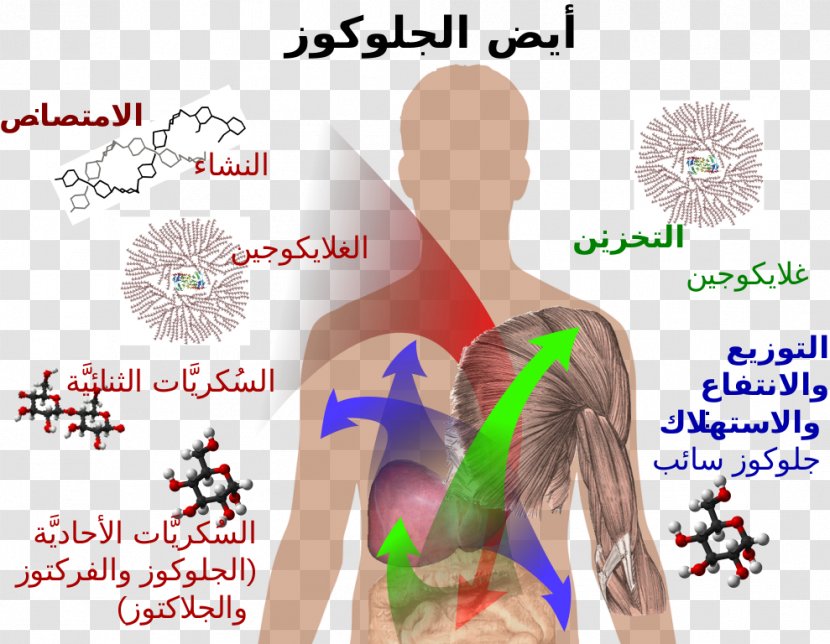 Nutrient Carbohydrate Metabolism Glucose - Tree - 137 Transparent PNG