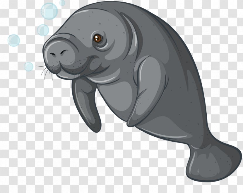 Sea Cows Steller's Cow Dugong Royalty-free - Steller S - Layout Transparent PNG