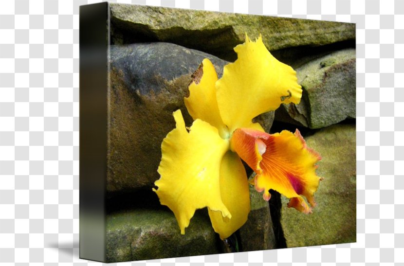 Cattleya Orchids Violet Family - Yellow - Orchid Transparent PNG