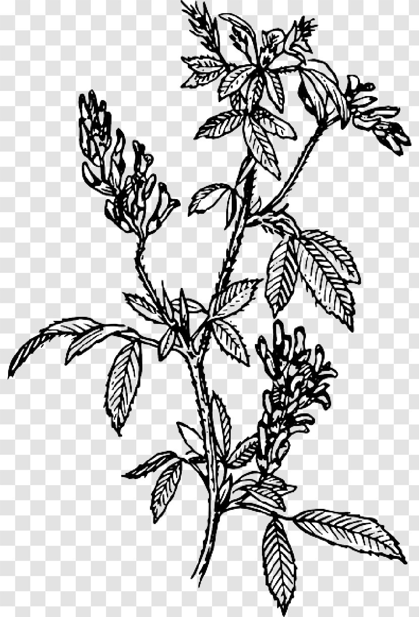 Clip Art Alfalfa Vector Graphics Illustration - Herbaceous Plant - Hay Transparent PNG