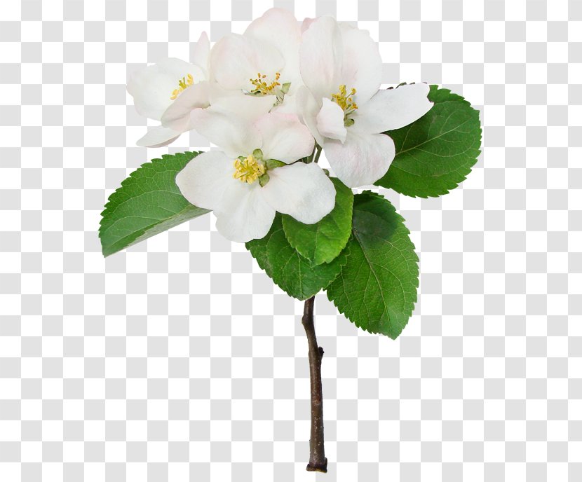 Apples Cerasus Flower Cherry Blossom Transparent PNG