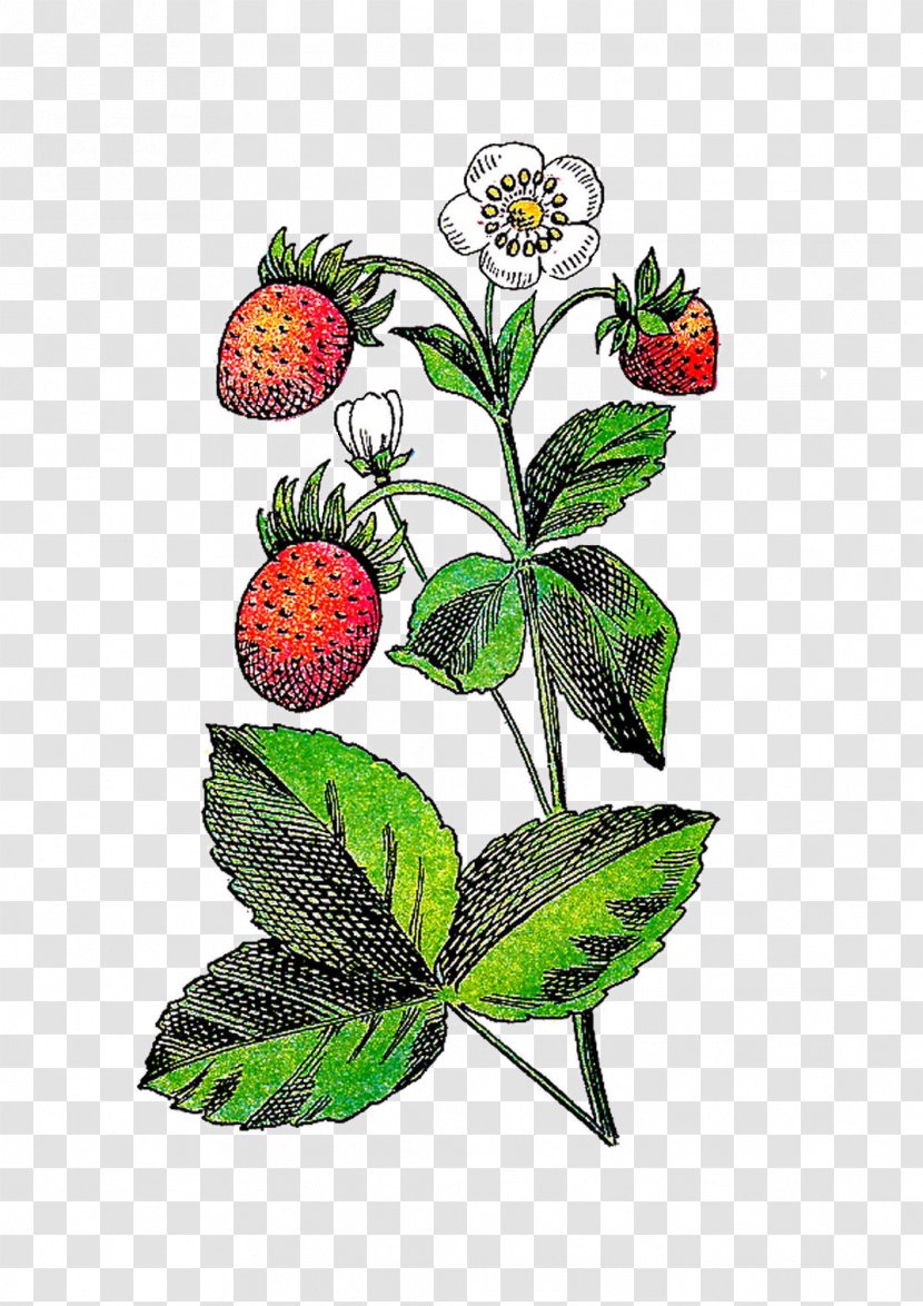 Strawberry Flower Fruit Plant Clip Art - Berries Cliparts Transparent PNG