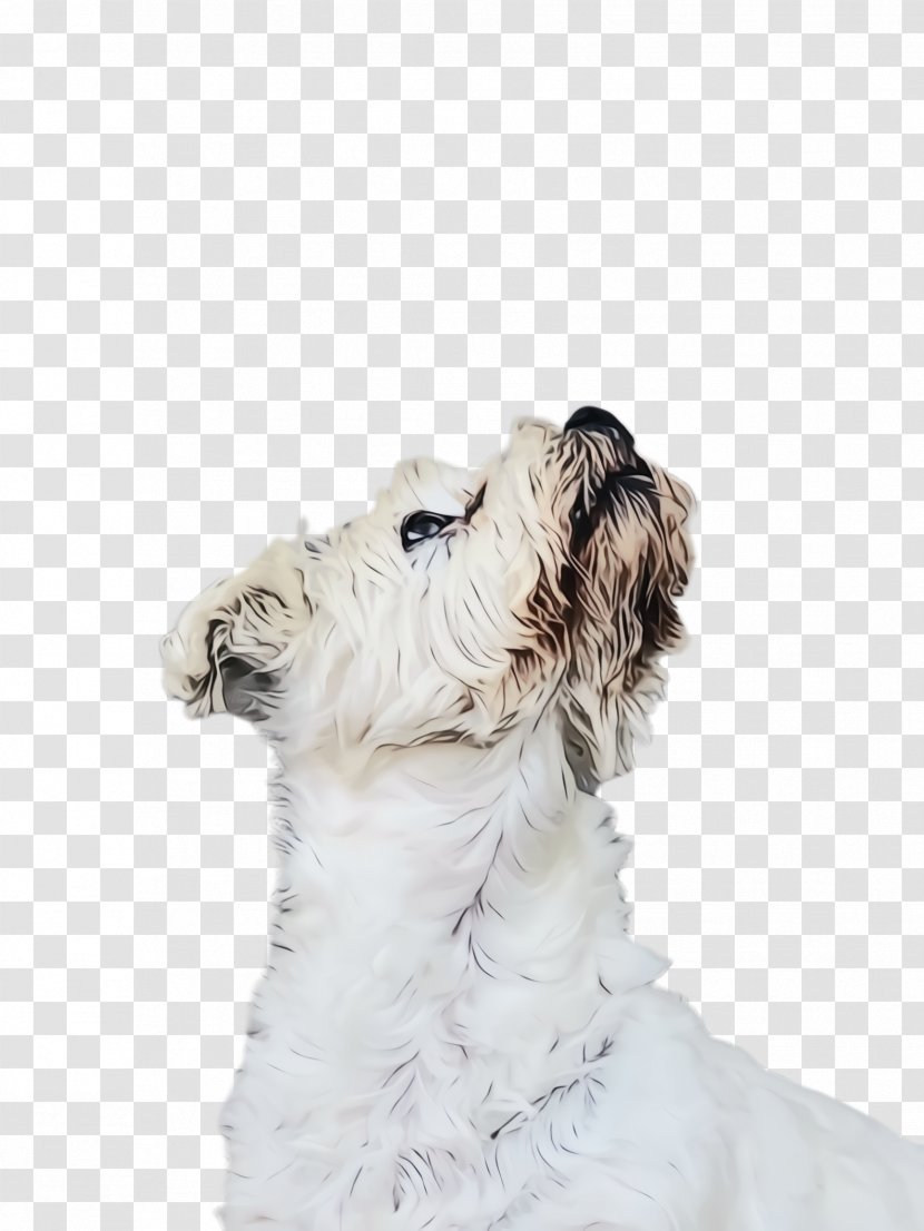 Fox Cartoon - Sporting Group - Dutch Smoushond Small Terrier Transparent PNG