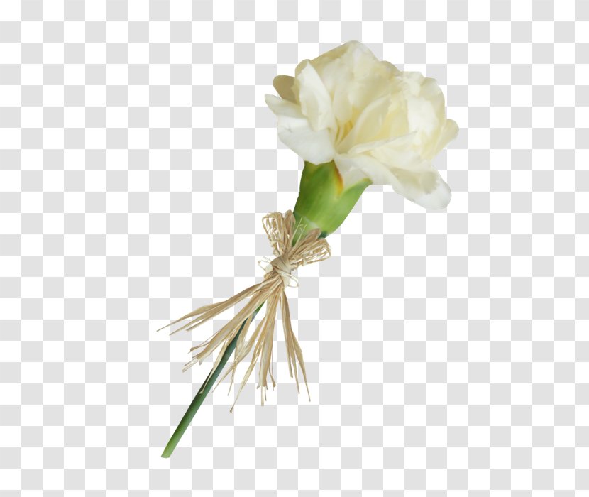 Carnation Cut Flowers Lossless Compression - Plant - 绿叶 Transparent PNG