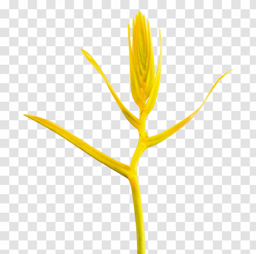 Flowering Plant Commodity Stem Plants - Flora - Flower Transparent PNG